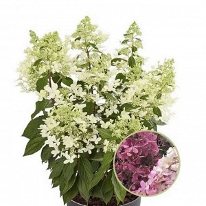 Гортензия pan. Pandria