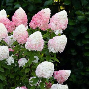 Гортензия pan. Pink & Rose