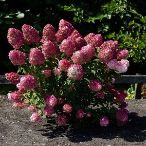 Гортензия pan. Pink & Rose