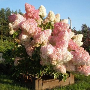 Гортензия pan. Sundae Fraise