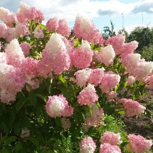 Гортензия pan. Vanille Fraise