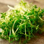 Микрозелень Кресс-салат микс, смесь семян
