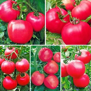 Суперпредложение! Набор семян помидоров Малиновое чудо
