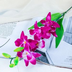 Цветы искусственные «Орхидея гастрорхис», h=70 см, бело-фиолетовые