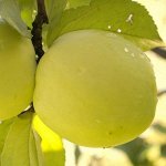 Яблоня Антоновка Обыкновенная