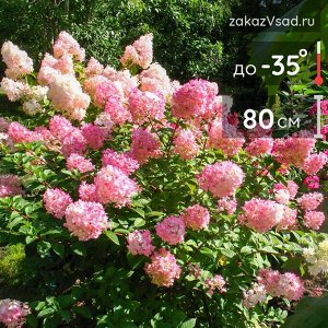 Гортензия pan. Touch of pink