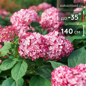 Гортензия древовидная (Hydrangea arborescens Magical Dark Pink) P8
