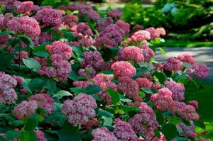 Гортензия arb. Pink Pincushion
