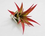 Tillandsia  Multiflora red