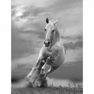 animals_120 фотообои лошади обои