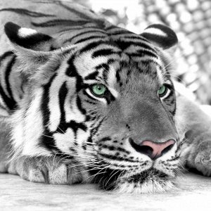 animals_104 фотообои тигр обои