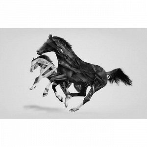 animals_10 фотообои лошади обои
