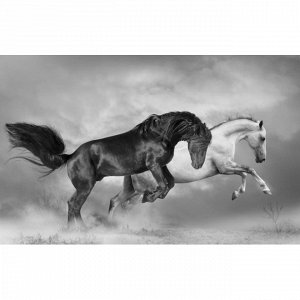 animals_147 фотообои лошади обои