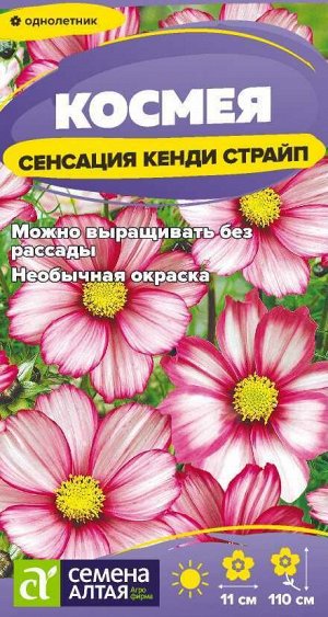 Цветы Космея Сенсация Кенди Страйп/Сем Алт/цп 0,3 гр.