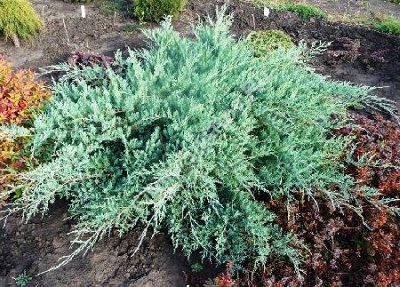 Можжевельник - Хвойные,декорат,корни,луковицы от Colorline.Свободный ...