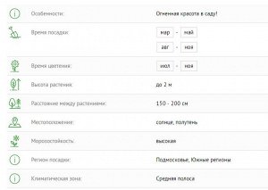 Гортензия крупнолистная Огненная красота