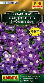 Катарантус Санджевелс блуберри шейдс