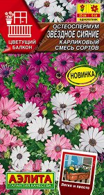 Остеоспермум Звездное сияние карликовый, смесь сортов