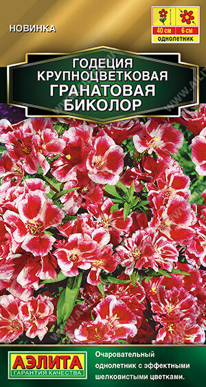 Годеция Гранатовая Биколор махровая