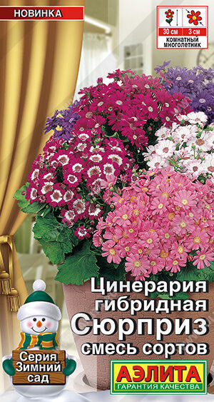 Цинерария гибридная Сюрприз, смесь сортов