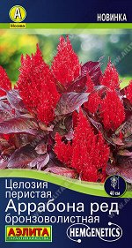 Целозия перистая Аррабона ред бронзоволистная