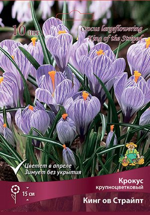 Крокус Кинг ов Страйпт 7/8 10шт (Поиск)