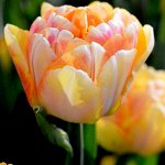Тюльпан махровый ранний Фокси Фокстрот, 5шт