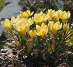 Крокус ботанический Романс
