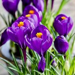 Крокус крупноцветковый Флауэр Рекорд