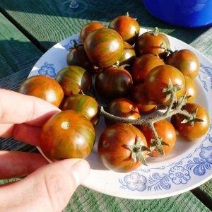 Помидоры — Black Zebra Cherry — Черри Черная Зебра