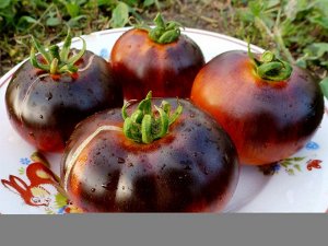 Помидоры — Red Charcoal — Красный Уголь