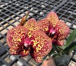 Phal. I-Hsin Yellow Leopard