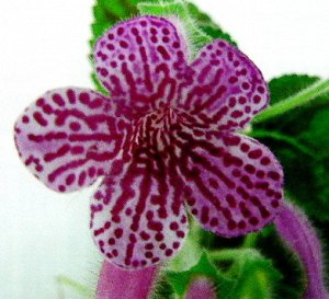 р_ Rongo Нежно - фиолетовые цветы с тёмно - фиолетовыми штрихами и точками. Зелёная с бронзовыми полосами по жилкам зубчатая листва. Взрослое растение