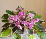 Фиалка ЛЕ-Розовый Каскад
