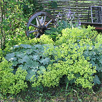 Alchemilla  mollis