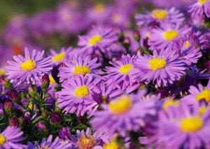 Aster dumosus