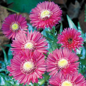 Aster dumosus