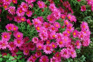 Aster novae-angliae