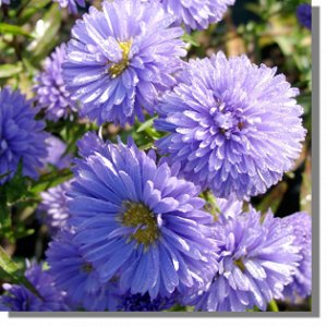 Aster novi-belgii