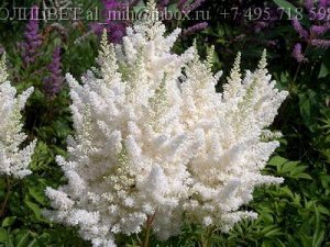 Astilbe  arendsii