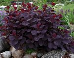 Скумпия кожевенная Royal Purple