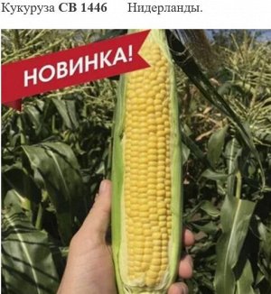 Кукуруза СВ 1446