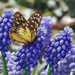 Рисунок на габардине для вышивания бисером
