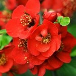 Айва великолепная (хеномелес) Николин