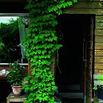Актинидия аргута Вейки
