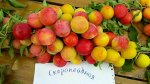 Алыча Скороплодная 1-летка