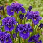 +Ирис Sibirica Concord Crush