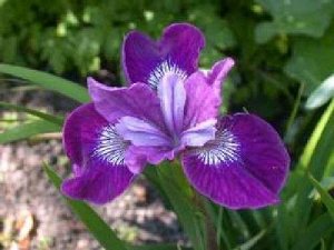Ирис Sibirica Lady Vanessa