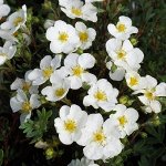 Лапчатка кустарниковая Абботсвуд