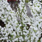 Сноумаунд Спирея ниппонская